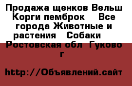 Продажа щенков Вельш Корги пемброк  - Все города Животные и растения » Собаки   . Ростовская обл.,Гуково г.